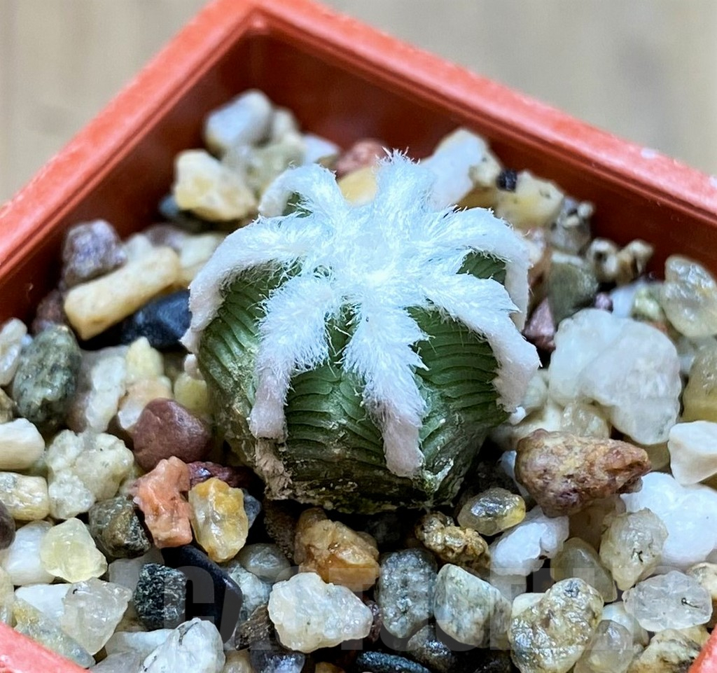 SH6958 Aztekium hintonii - Image 2