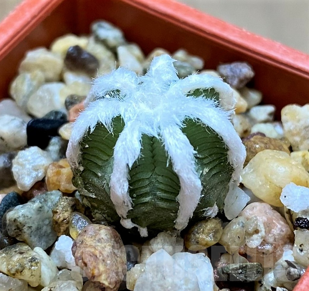 SH6958 Aztekium hintonii