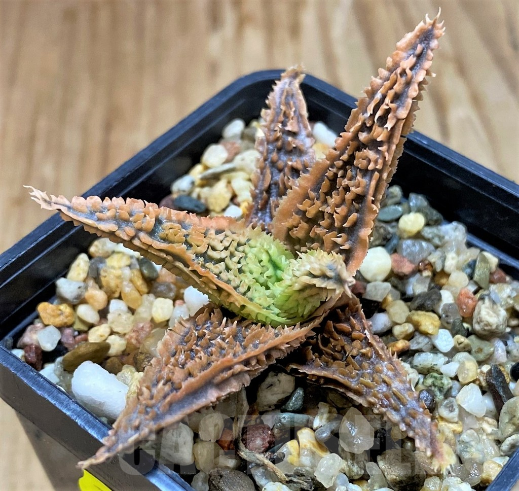 SH7028 Aloe TCT hybrid