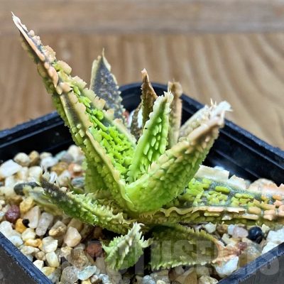 SH7030 Aloe TCT hybrid