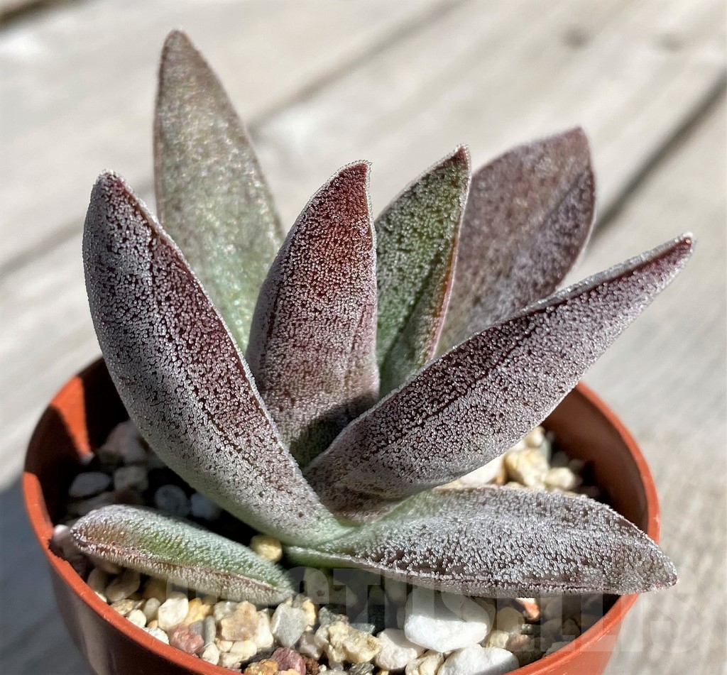 SH6997 Crassula 'Garnet Lotus' - Image 2