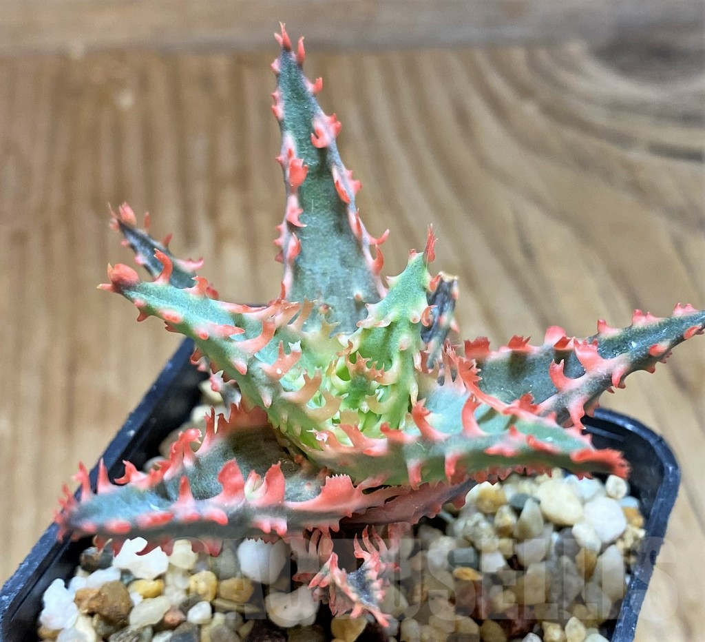 SH7038 Aloe TCT hybrid - Image 3