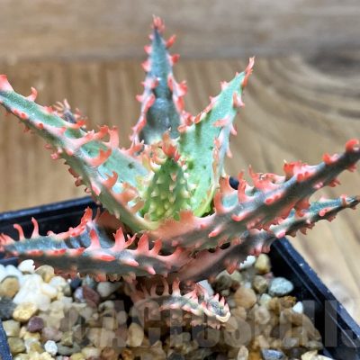 SH7038 Aloe TCT hybrid