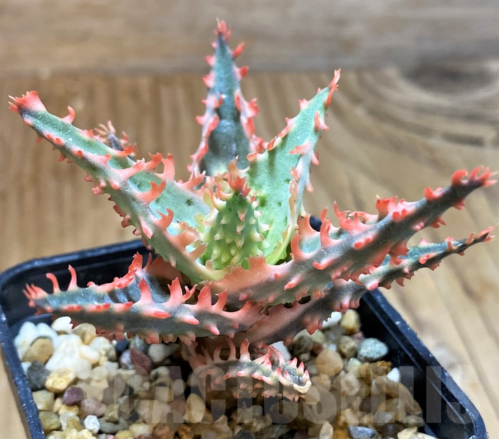 SH7038 Aloe TCT hybrid