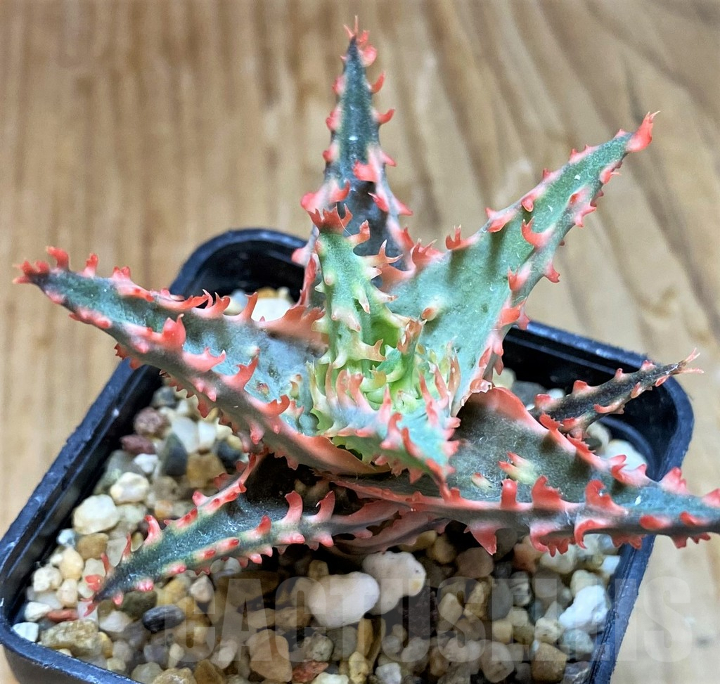 SH7038 Aloe TCT hybrid - Image 2