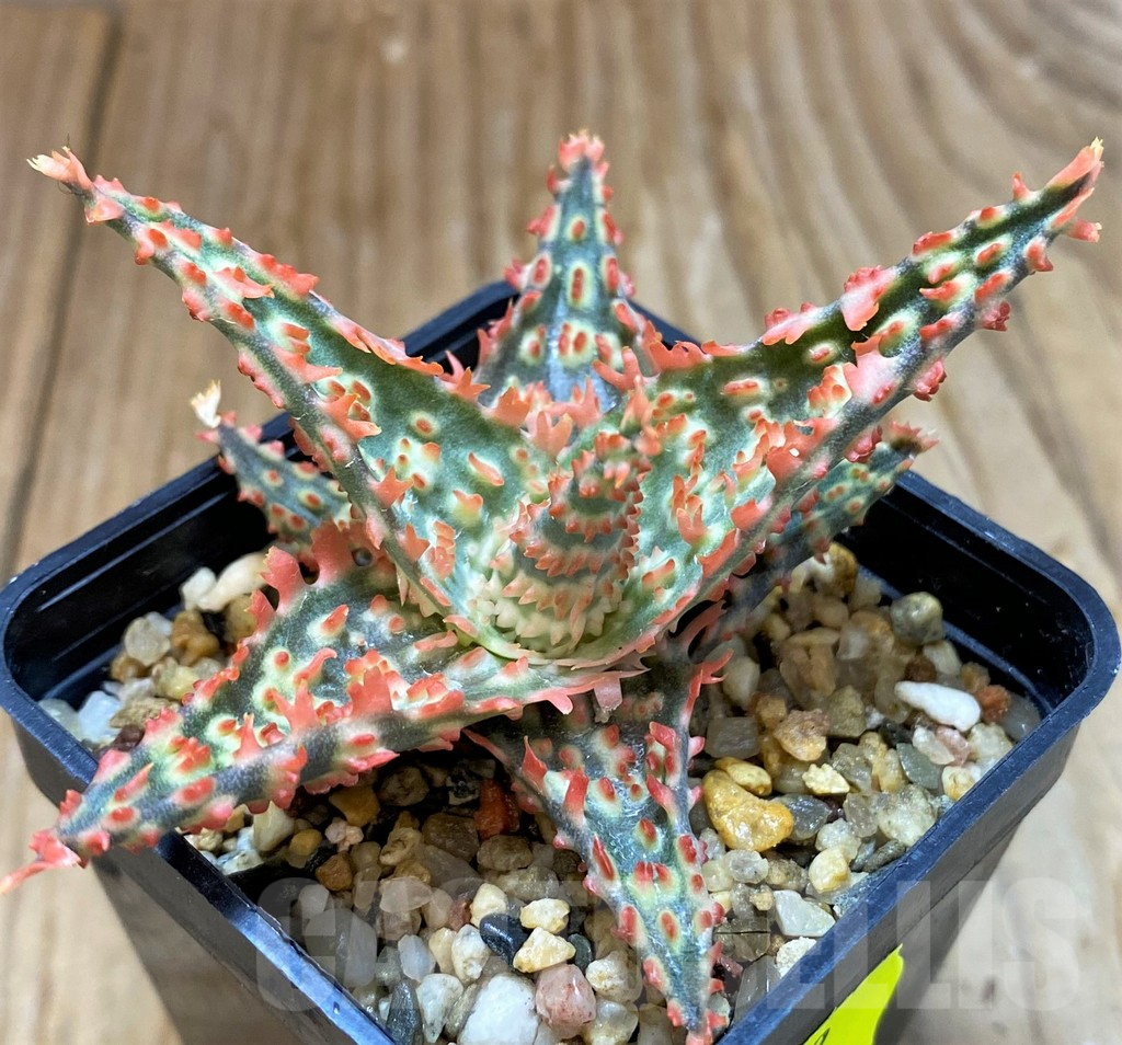 SH7039 Aloe TCT hybrid - Image 3