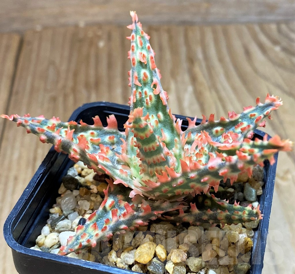 SH7039 Aloe TCT hybrid - Image 2