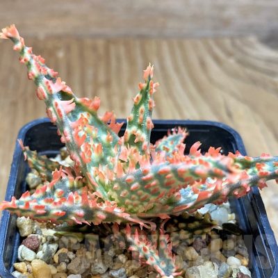 SH7039 Aloe TCT hybrid