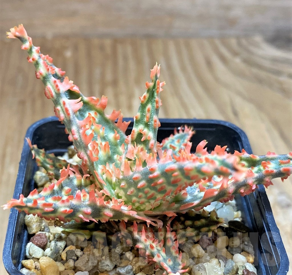 SH7039 Aloe TCT hybrid