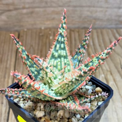 SH7041 Aloe TCT hybrid