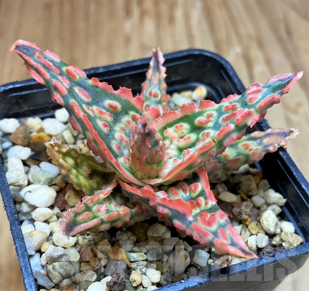 SH7043 Aloe TCT hybrid - Image 2