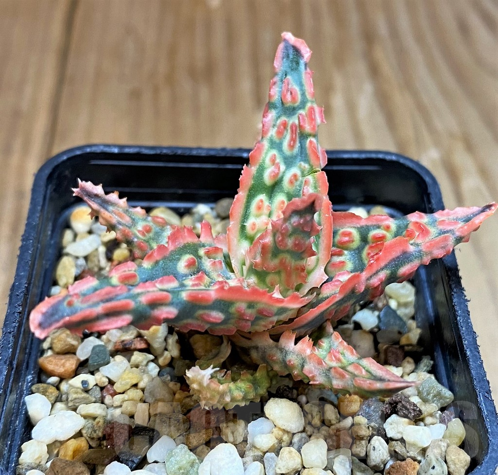 SH7043 Aloe TCT hybrid
