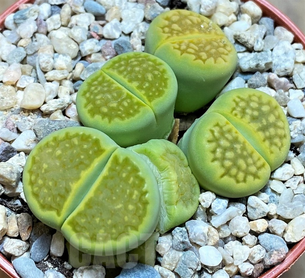 SH6999 Lithops hallii 'Green Soapstone'