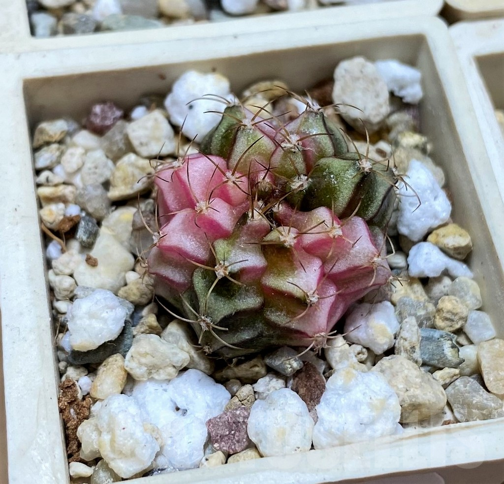 SET237 Gymnocalycium mihanovichii f. variegata, 4 plants, seedling - Image 2