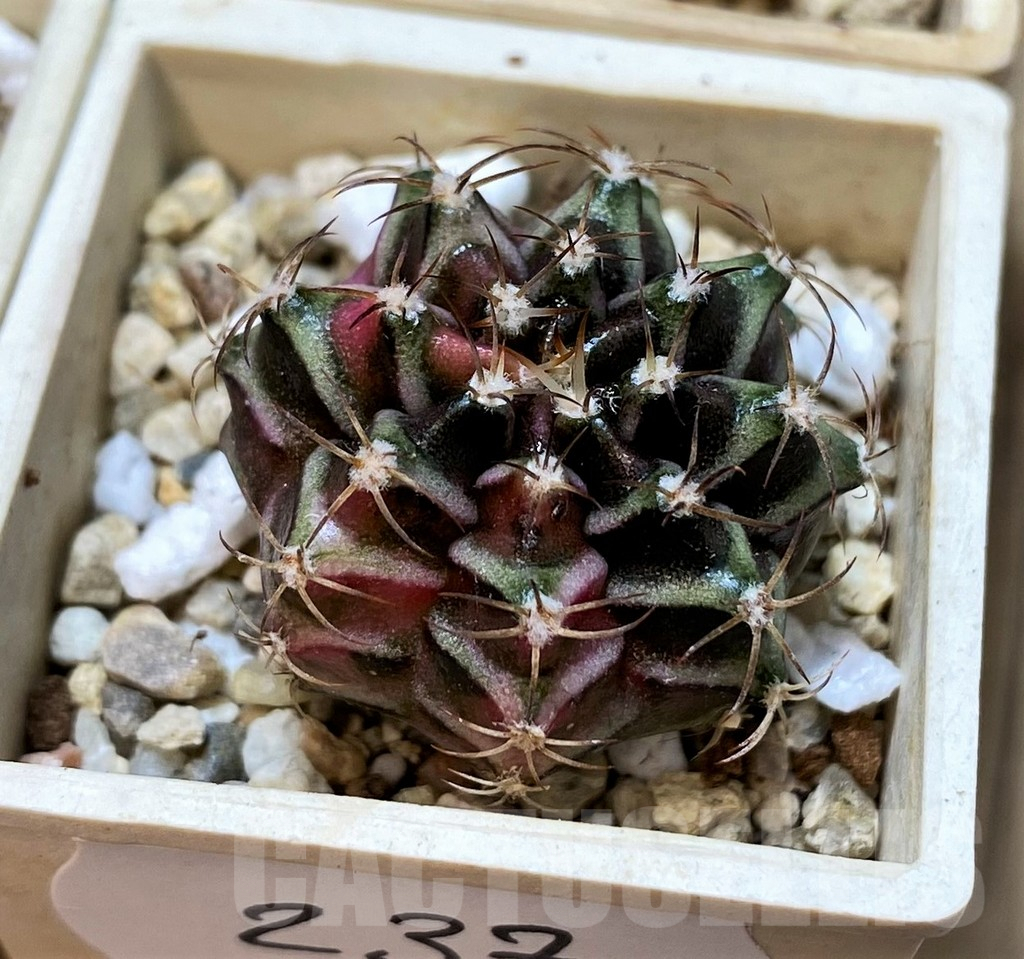 SET237 Gymnocalycium mihanovichii f. variegata, 4 plants, seedling - Image 3