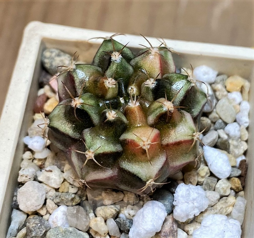 SET237 Gymnocalycium mihanovichii f. variegata, 4 plants, seedling - Image 5