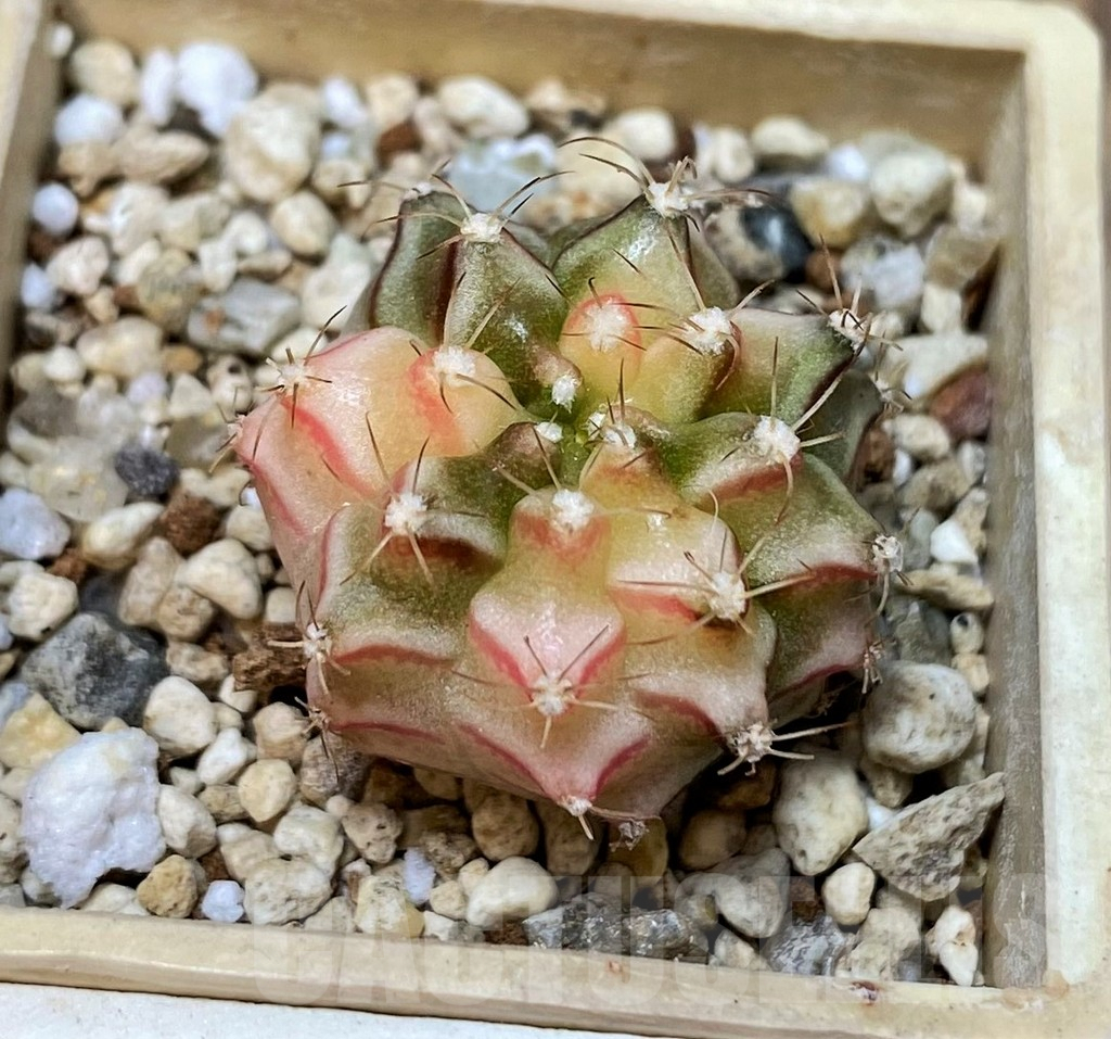 SET237 Gymnocalycium mihanovichii f. variegata, 4 plants, seedling - Image 4