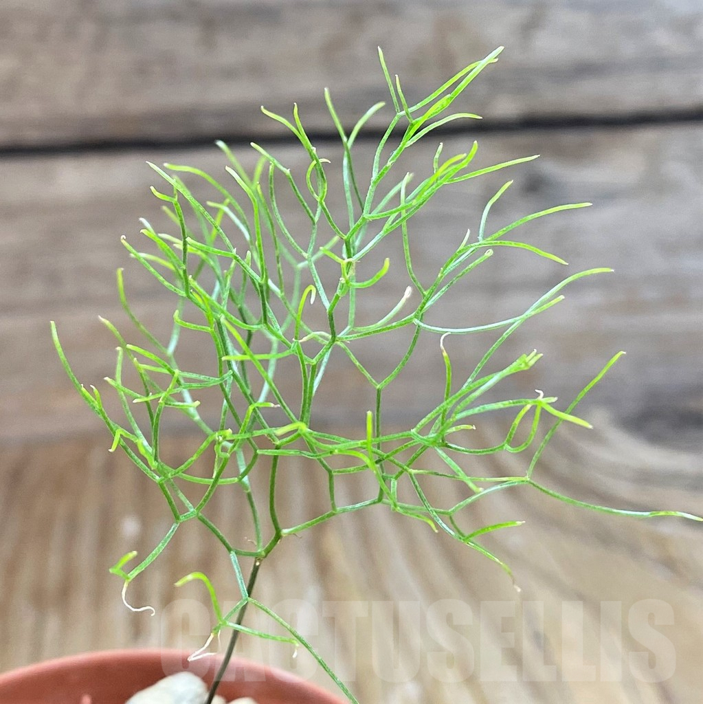 SH7001 Schizobasis intricata ES21689