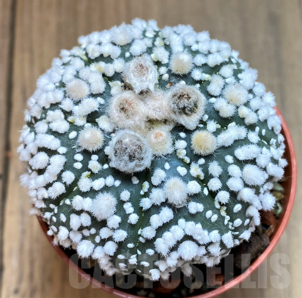 SH7005 Astrophytum asterias 'Hanazono'
