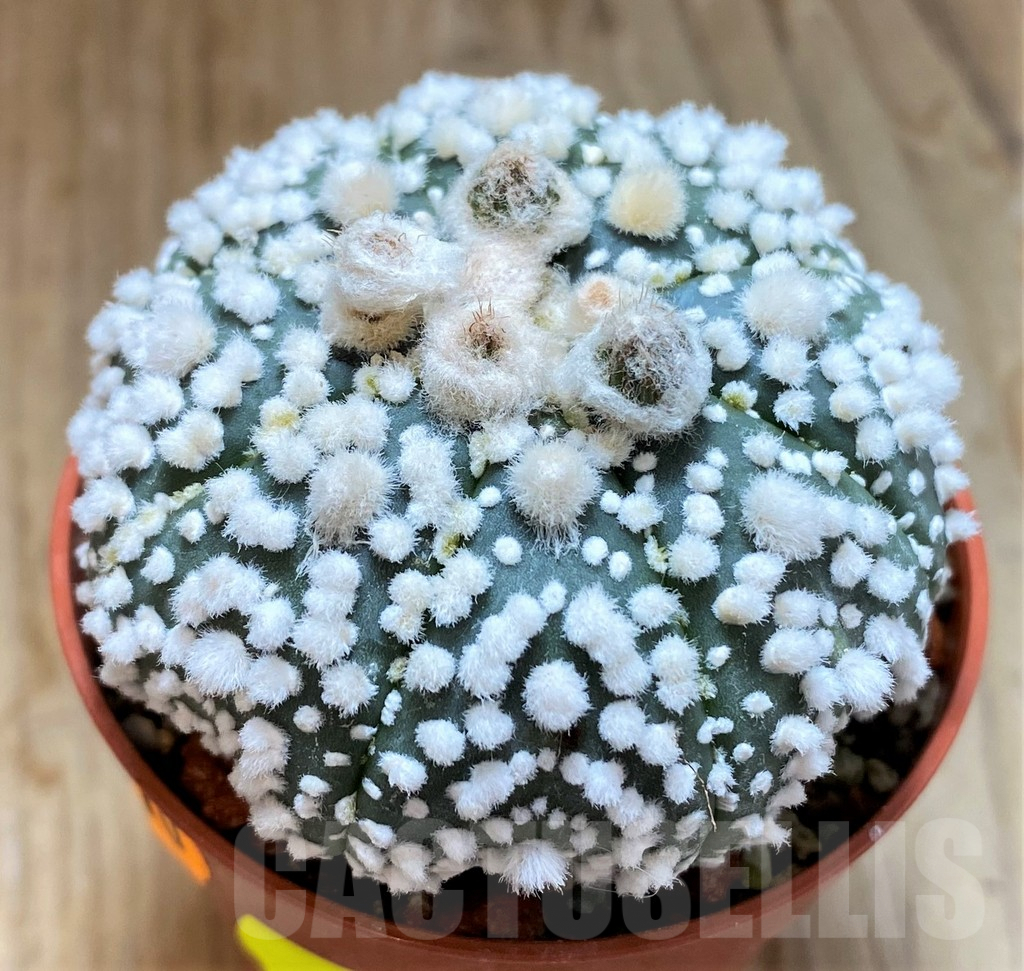 SH7005 Astrophytum asterias 'Hanazono' - Image 2