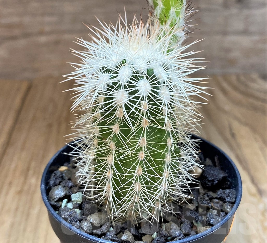 SH7006 Echinocereus baileyi v. albispinus - Image 2