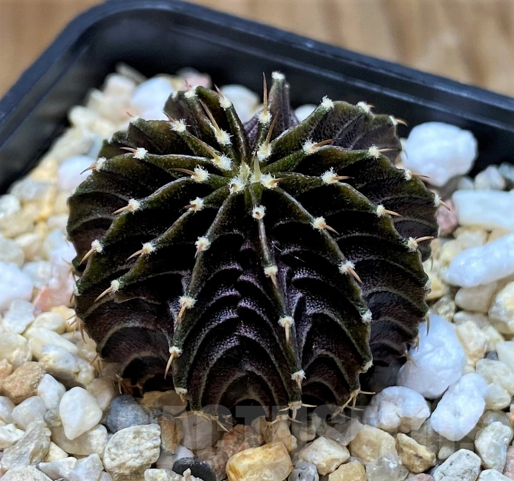 SH7007 Gymnocalycium friedrichii LB2178