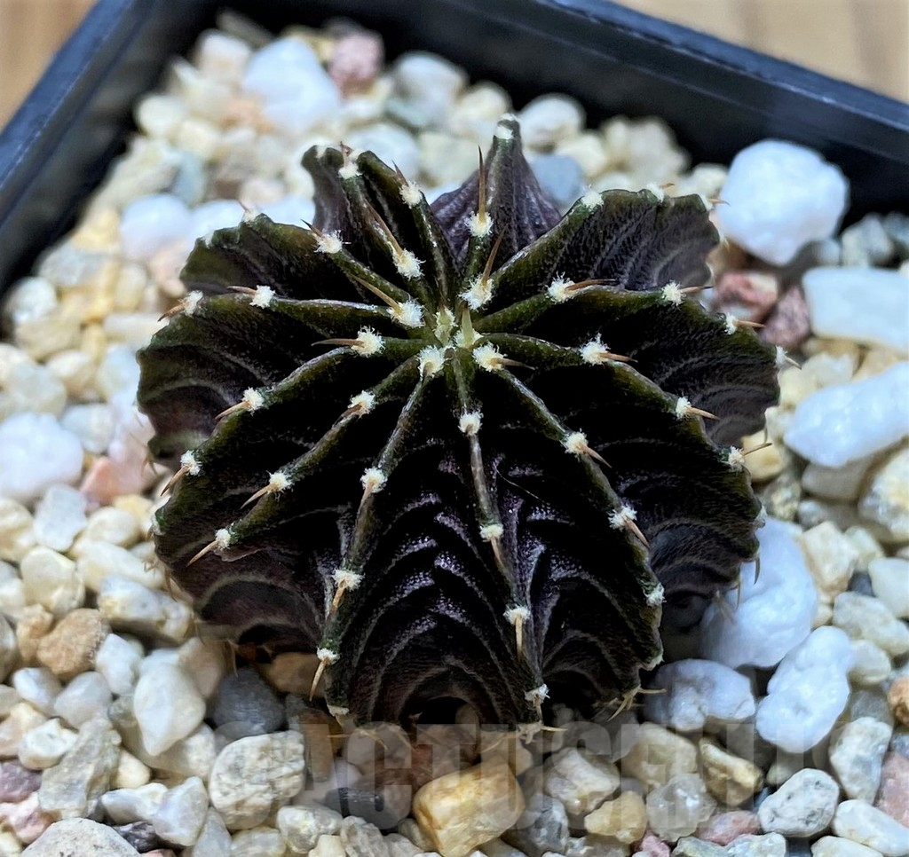 SH7007 Gymnocalycium friedrichii LB2178 - Image 2
