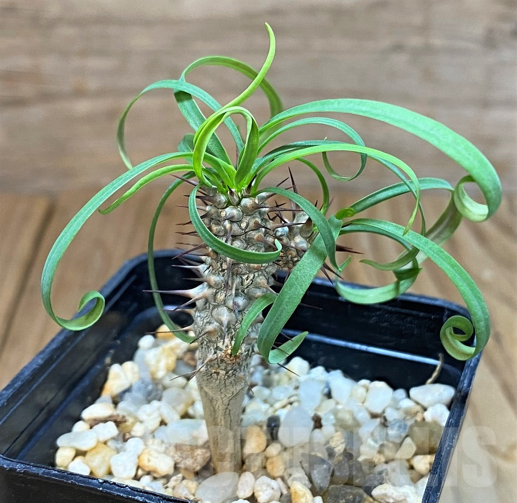 SH7013 Euphorbia gottlebei - Image 2