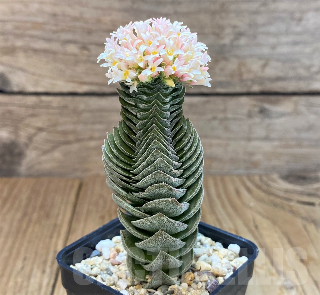 SH7014 Crassula 'Buddha's Temple' - Image 2
