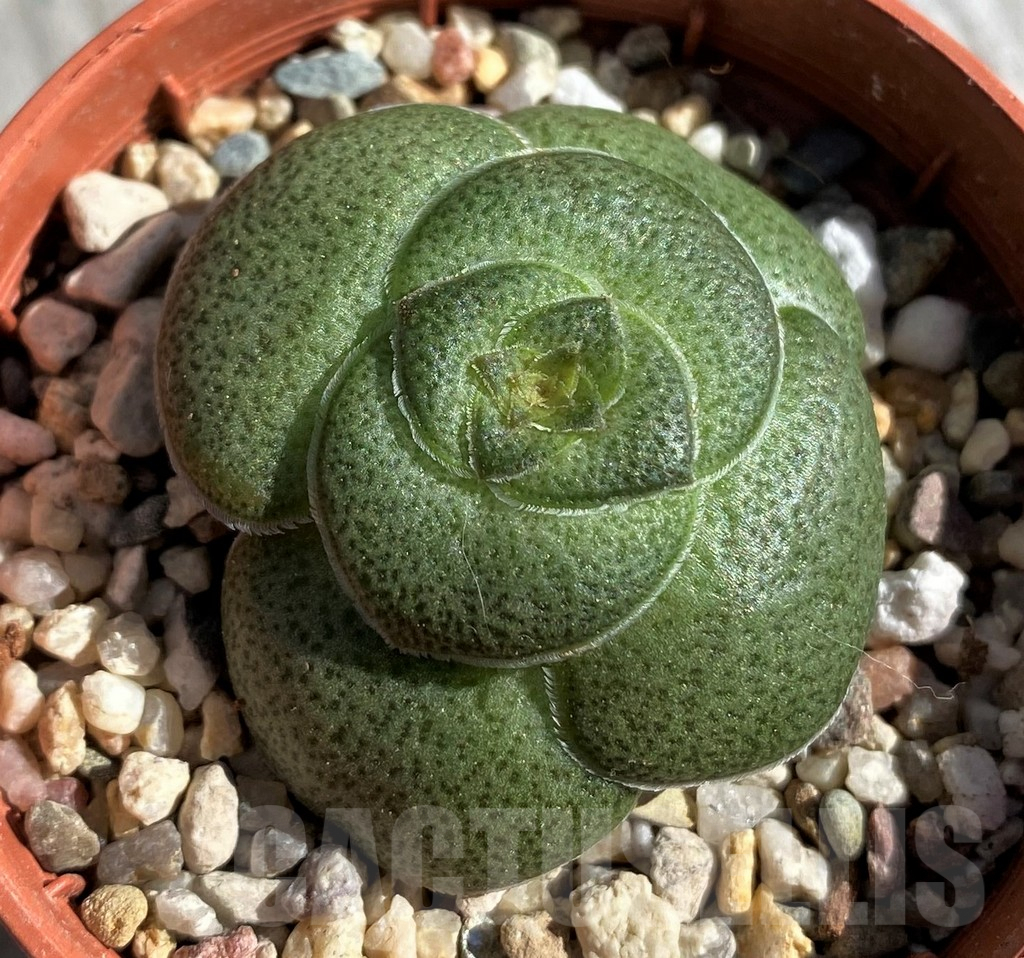 SH6995 Crassula hemisphaerica