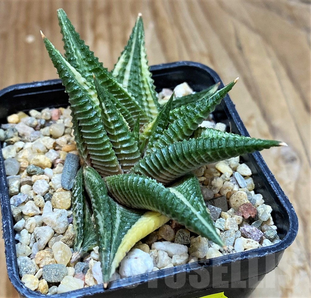 SH7024 Haworthia limifolia f. variegata