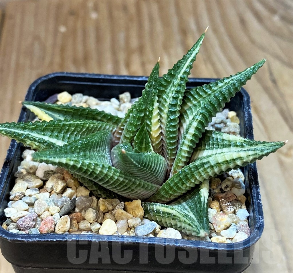 SH7024 Haworthia limifolia f. variegata - Image 2