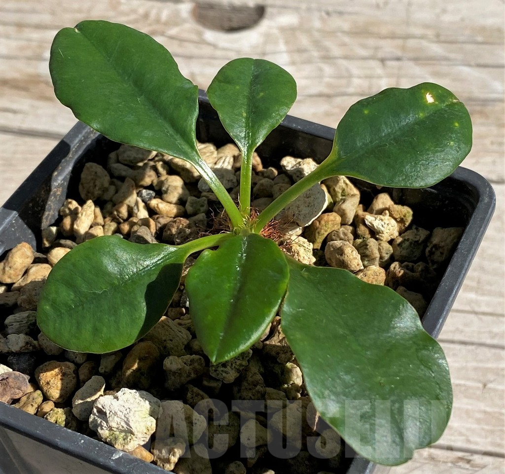 SH7151 Euphorbia ramena - Image 3
