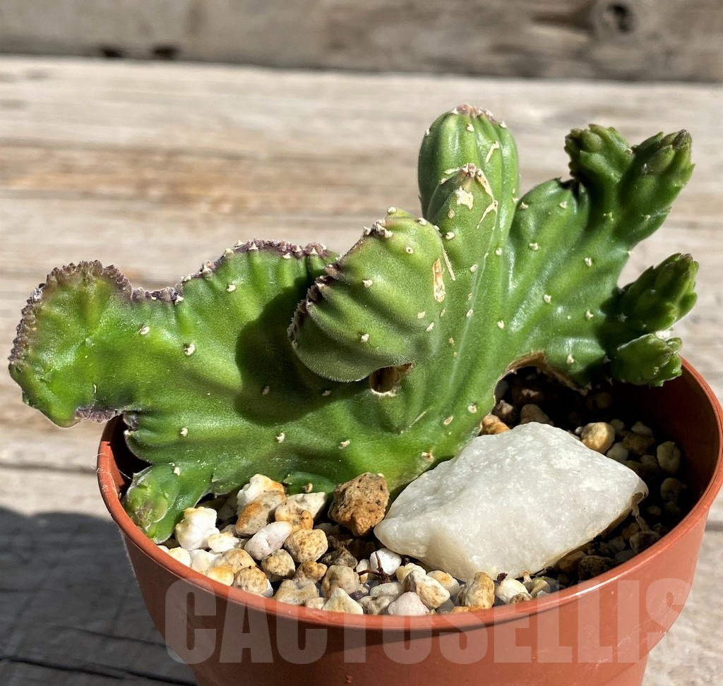 SH7153 Stapelia leendertziae f. cristata - Image 3