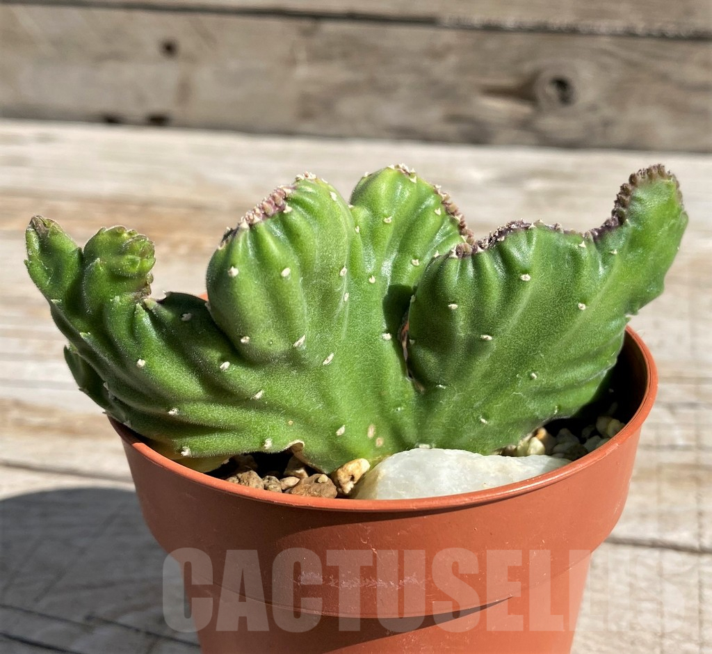 SH7153 Stapelia leendertziae f. cristata - Image 2