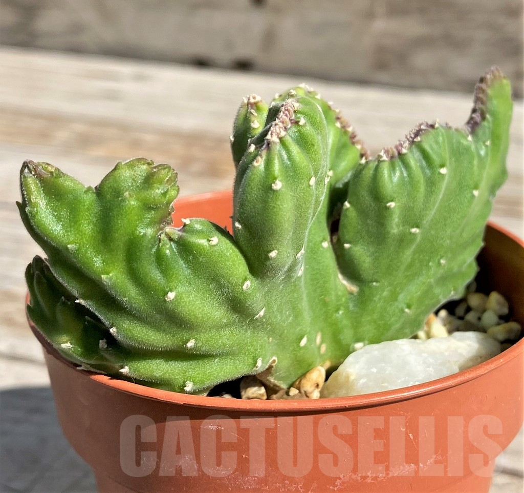 SH7153 Stapelia leendertziae f. cristata