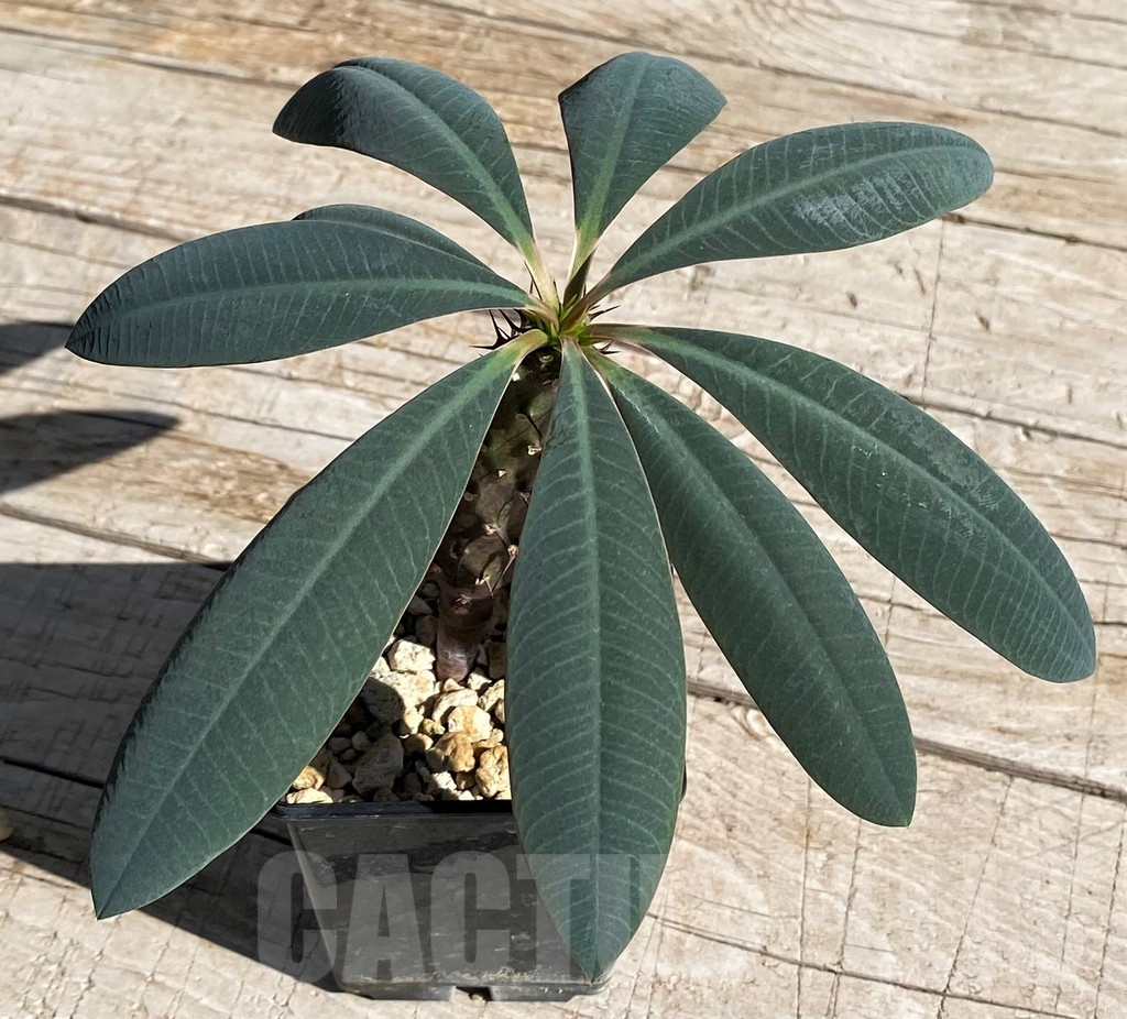 SH7160 Euphorbia pachypodioides - Image 2