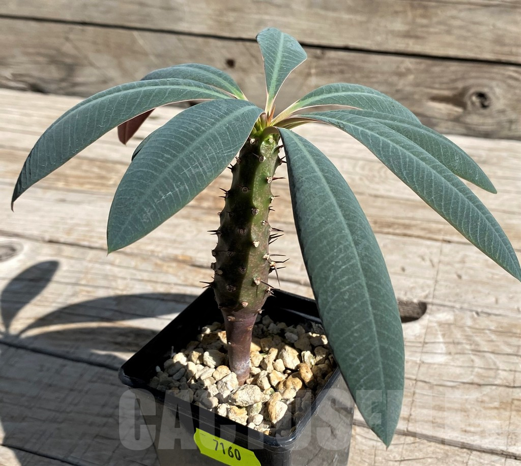 SH7160 Euphorbia pachypodioides