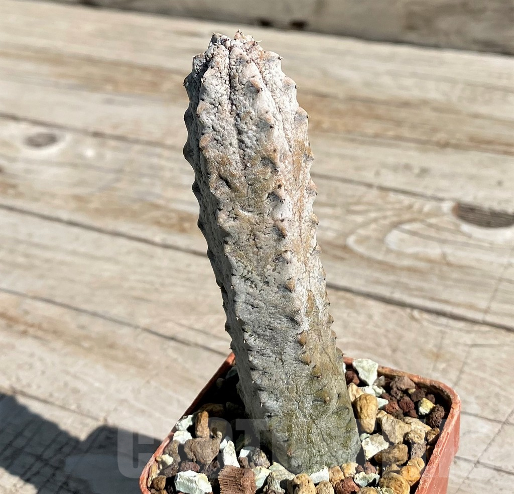 SH7161 Euphorbia abdelkuri - Image 2