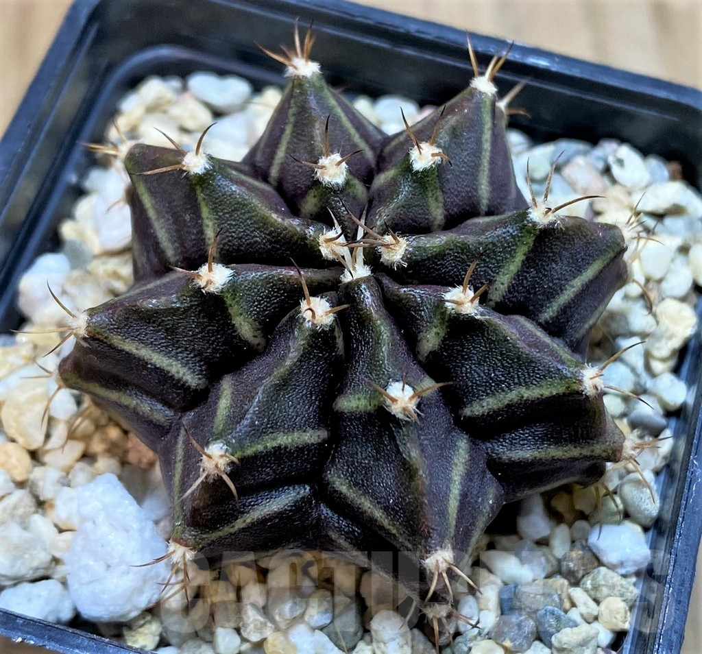 SH7125 Gymnocalycium mihanovichii 'Hibotan'