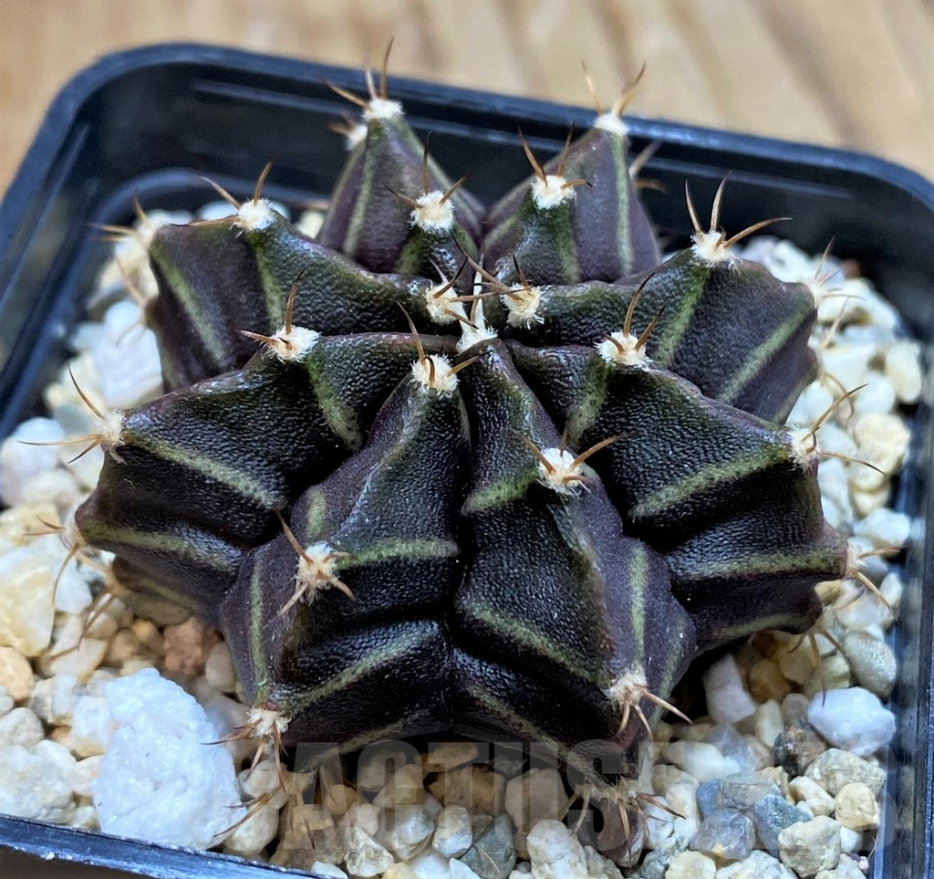 SH7125 Gymnocalycium mihanovichii 'Hibotan' - Image 2