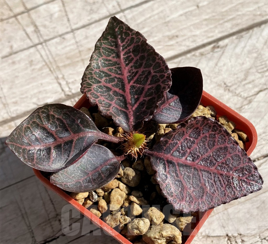 SH7172 Euphorbia francoisii hybrid - Image 2