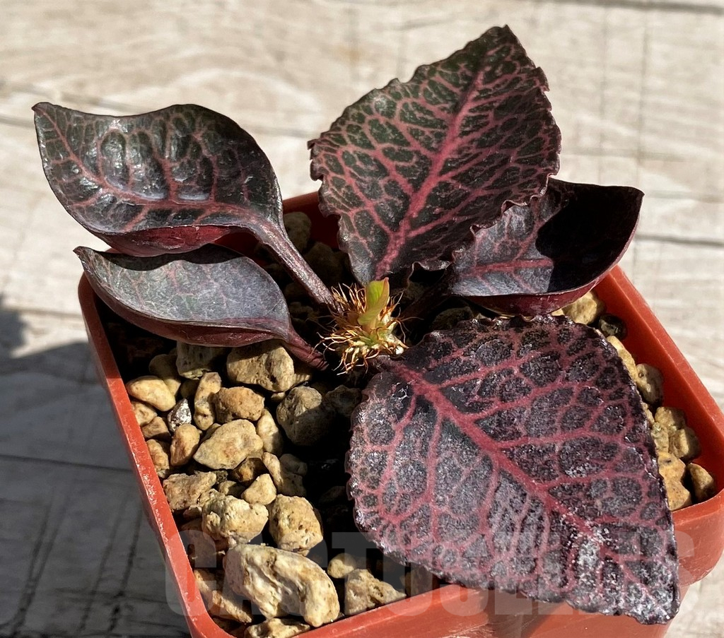 SH7172 Euphorbia francoisii hybrid