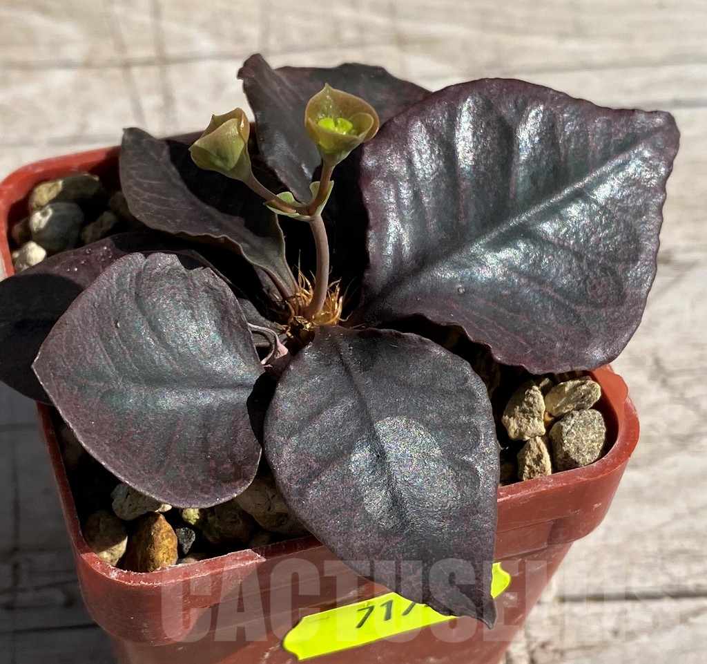 SH7174 Euphorbia francoisii hybrid