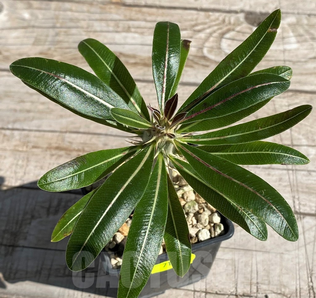 SH7178 Pachypodium rosulatum - Image 2