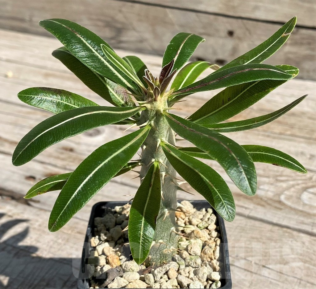SH7178 Pachypodium rosulatum