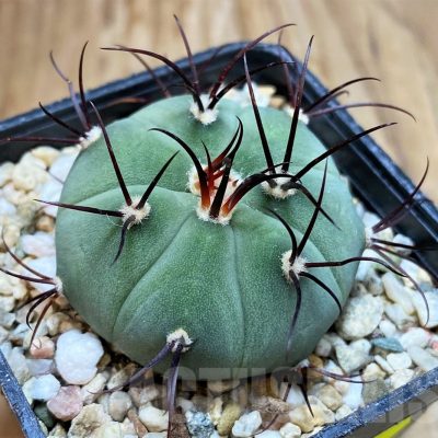 SH7121 Gymnocalycium cabreraense VOS 2122