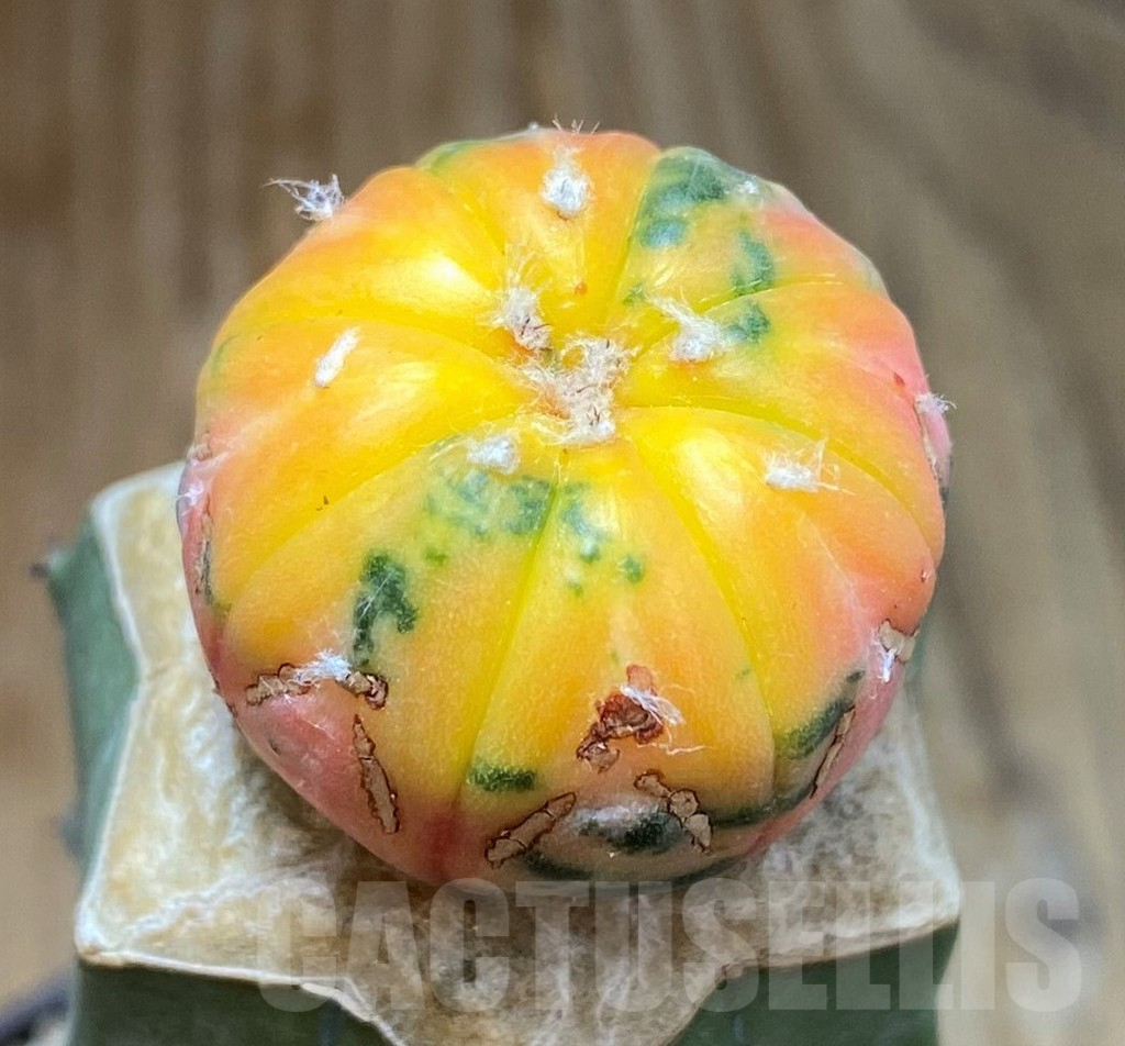 SH7130 Astrophytum asterias f. variegata, grafted - Image 2