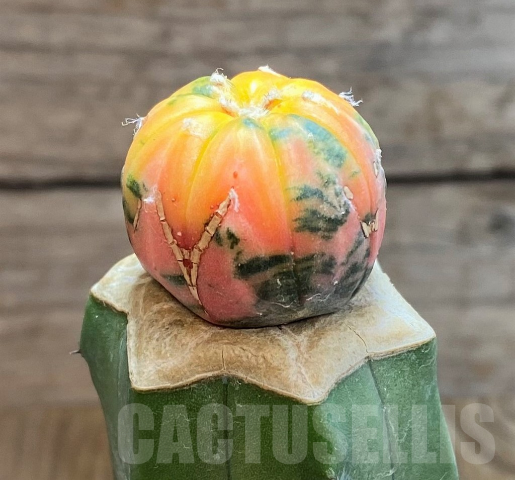 SH7130 Astrophytum asterias f. variegata, grafted - Image 3