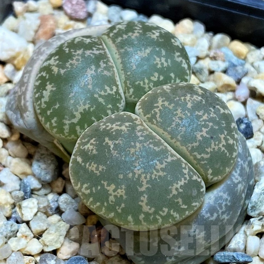 SH7135 Lithops lesliei 'Warrenton'